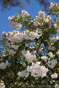 Nursery (flower, shrubs, ornamental trees): Escallonia exoniensis