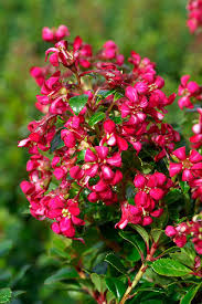 Nursery (flower, shrubs, ornamental trees): Escallonia Fields Scarlet