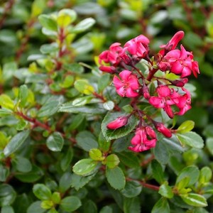 Nursery (flower, shrubs, ornamental trees): Escallonia Red Dream