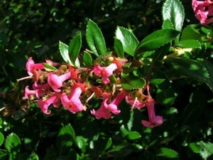 Nursery (flower, shrubs, ornamental trees): Escallonia Rubra