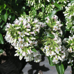 Nursery (flower, shrubs, ornamental trees): Escallonia Snowbud