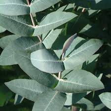 Nursery (flower, shrubs, ornamental trees): Eucalyptus nitens