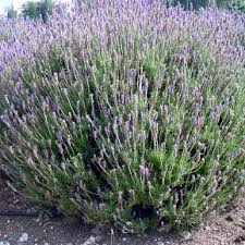 Nursery (flower, shrubs, ornamental trees): Lavandula dentata My Choice