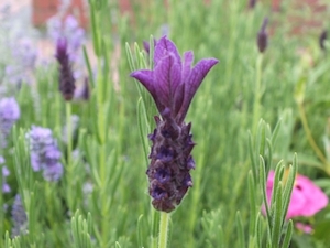 Lavandula stoechas Helmsdale