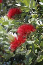 Nursery (flower, shrubs, ornamental trees): Metrosideros excelsa