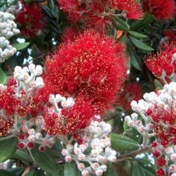 Nursery (flower, shrubs, ornamental trees): Metrosideros excelsa Vibrance