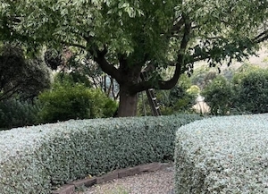 Teucrium fruticans