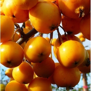 Nursery (flower, shrubs, ornamental trees): Malus Golden Hornet