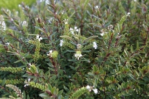 Nursery (flower, shrubs, ornamental trees): Hebe diosmifolia