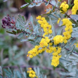 Nursery (flower, shrubs, ornamental trees): Acacia baileyana Purpurea