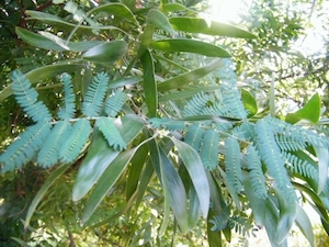 Acacia melanoxylon