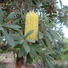 Banksia integrifolia