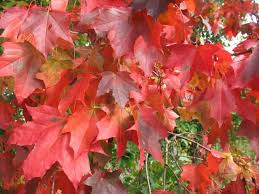 Nursery (flower, shrubs, ornamental trees): Acer rubrum