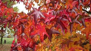 Liquidambar Lane Roberts