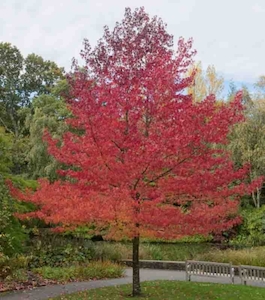 Liquidambar Worplesdon