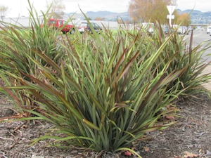 Phormium Surfer Green