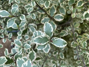 Nursery (flower, shrubs, ornamental trees): Pittosporum tenuifolium Silver Pillar