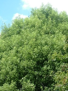 Pittosporum tenuifolium