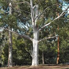 Eucalyptus saligna