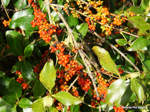 Coprosma robusta