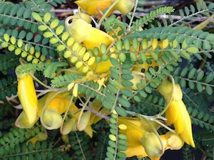 Sophora microphylla