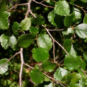 Nursery (flower, shrubs, ornamental trees): Fuscospora fusca (Syn. Nothofagus fusca)