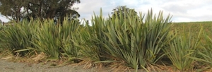 Nursery (flower, shrubs, ornamental trees): Phormium tenax