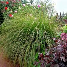 Nursery (flower, shrubs, ornamental trees): Carex virgata