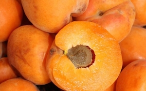 Apricot Moorpark