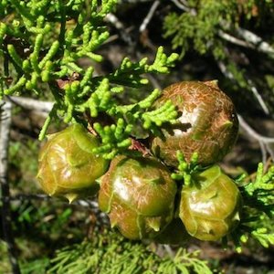 Cupressus macrocarpa Strathallan