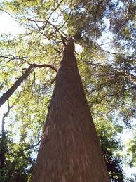 Eucalyptus fastigata