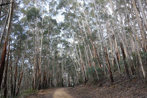 Nursery (flower, shrubs, ornamental trees): Eucalyptus fraxinoides