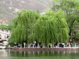 Salix matsudana Pendula