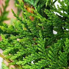 Nursery (flower, shrubs, ornamental trees): Thuja plicata