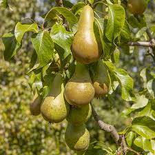 Pear Conference