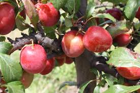 Nursery (flower, shrubs, ornamental trees): Plum Hawera