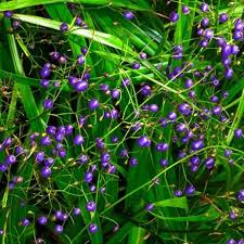 Dianella nigra