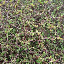 Nursery (flower, shrubs, ornamental trees): Muehlenbeckia astonii