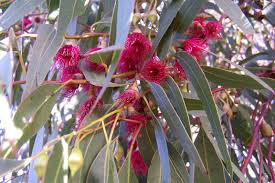 Nursery (flower, shrubs, ornamental trees): Eucalyptus leucoxylon Rosea