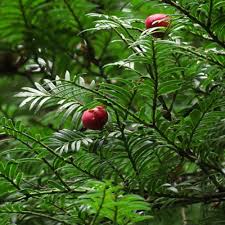 Nursery (flower, shrubs, ornamental trees): Prumnopitys ferruginea