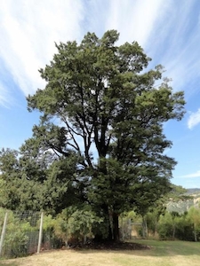 Fuscospora Cliffortioides