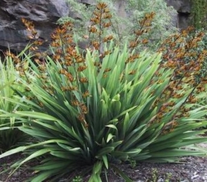 Phormium Emerald Gem