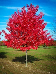 Acer rubrum “Red Sunset”