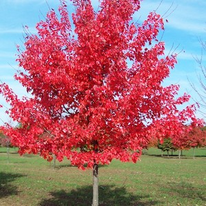 Acer rubrum Autumn Glory