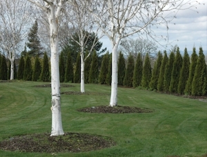 Betula utilis Jacquemontii