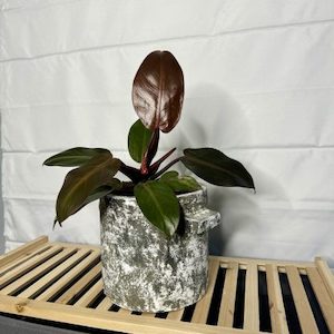 Philodendron Red Congo in Rustic