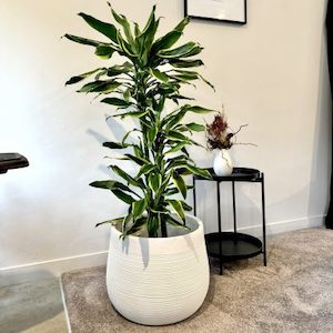 Products: Magellanic White Planter