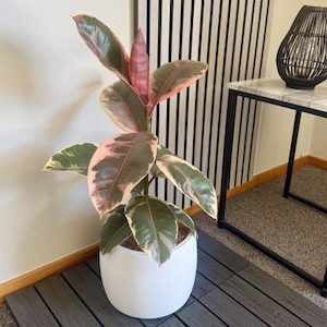 Ficus Ruby in White