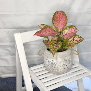 Aglaonema Wishes