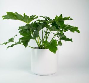 Philodendron Selloum in White Fredrik Pot